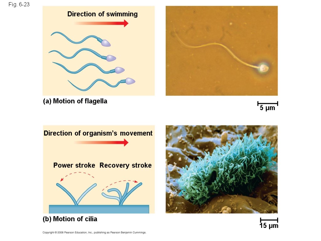 Fig. 6-23 5 µm Direction of swimming (a) Motion of flagella Direction of organism’s